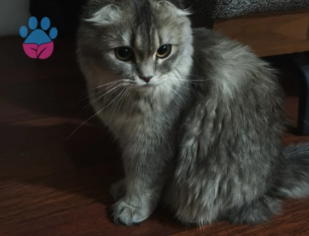 Hera'ya Yakışıklı Arıyorum