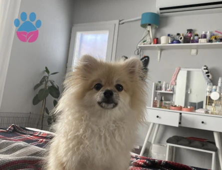 Pomeranian Boo Köpeğime Dişi arıyoruz
