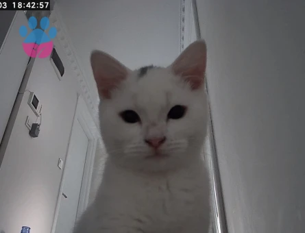 Prens Bey’e Hanım arıyoruz