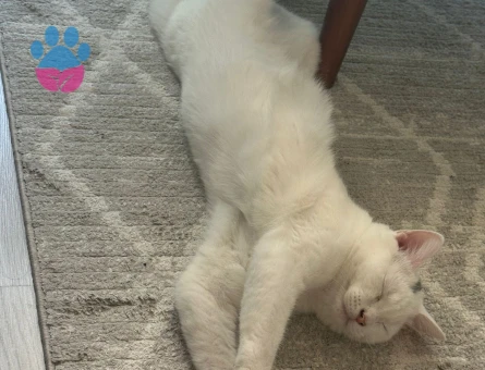 Prens Bey’e Hanım arıyoruz