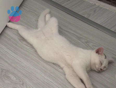 Prens Bey’e Hanım arıyoruz