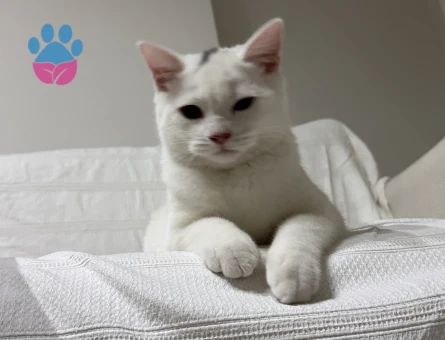 Prens Bey’e Hanım arıyoruz