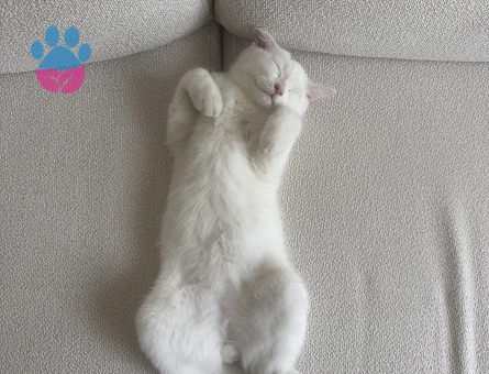 Prens Bey’e Hanım arıyoruz