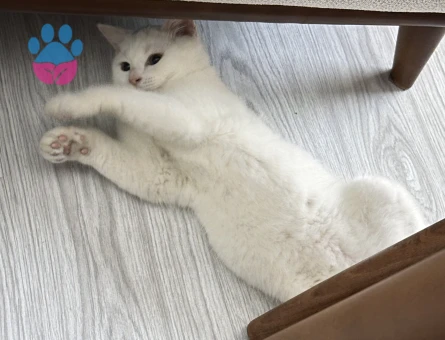 Prens Bey’e Hanım arıyoruz