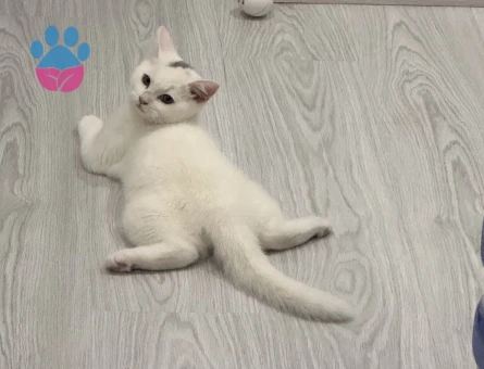 Prens Bey’e Hanım arıyoruz