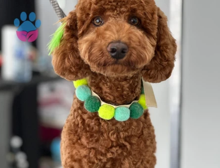 Toy poodle 1 Yaşında Köpeğime Eş Arıyorum