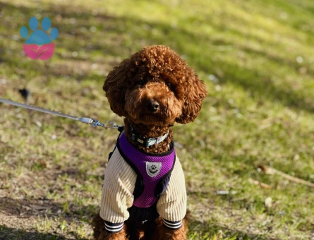 Toy poodle 1 Yaşında Köpeğime Eş Arıyorum