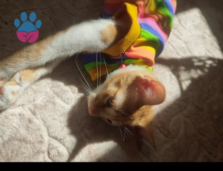 Sarman Kedime Eş Arıyorum