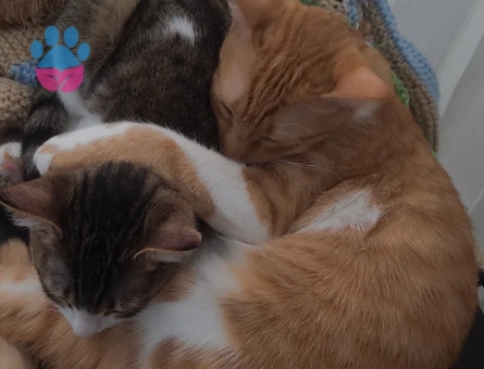 Sarman Kedime Eş Arıyorum