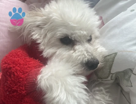 Toy poodle kizima eş ariyorum !