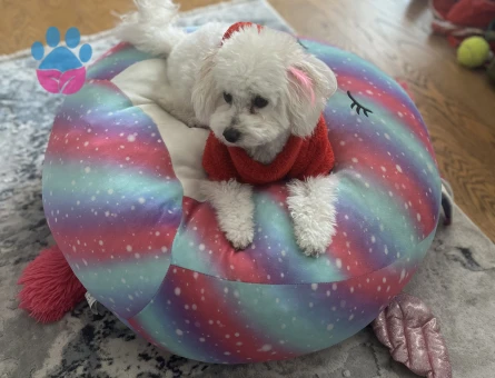 Toy poodle kizima eş ariyorum !