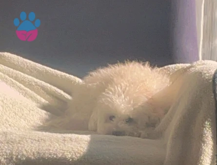 Toy poodle kizima eş ariyorum !