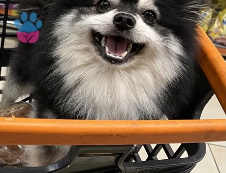 Lucky 3 Yaşında Eş Arıyor