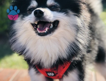 Lucky 3 Yaşında Eş Arıyor