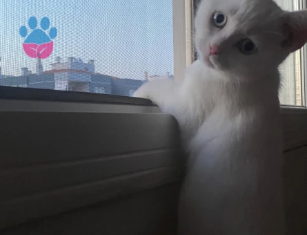 British Shorthair Dişi