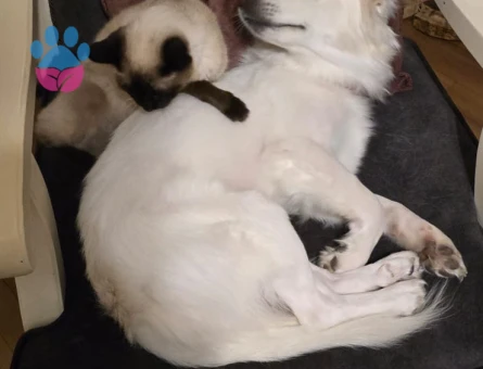 Köpeğimize eş arıyoruz