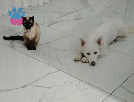 Köpeğimize eş arıyoruz