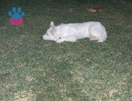 Köpeğimize eş arıyoruz