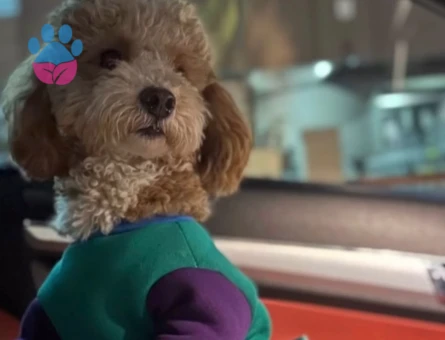 oğluma eş arıyorum