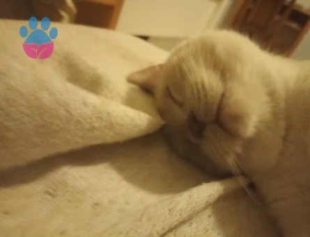 British shorthair erkek kedi