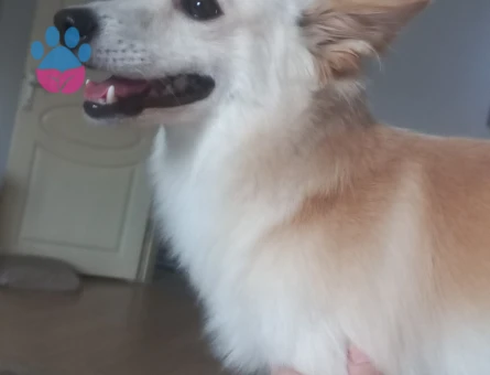 Rus finosu poomerian oğluma dişi ariyorum