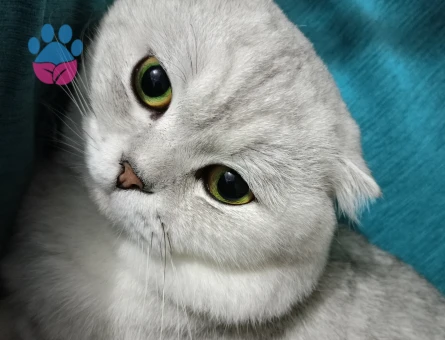 3 yaşındaki Scottish fold oğluma eş arıyorum