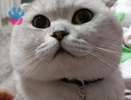 3 yaşındaki Scottish fold oğluma eş arıyorum