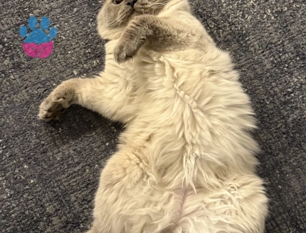 Pamuk beye eş arıyoruz