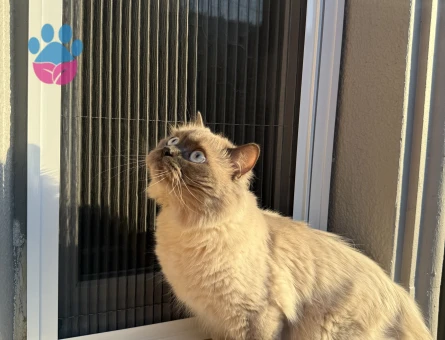 Pamuk beye eş arıyoruz