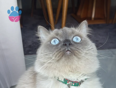 Pamuk beye eş arıyoruz