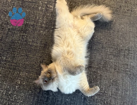 Pamuk beye eş arıyoruz