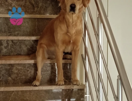 Oğluma Eş arıyoruz