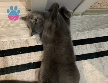 geceme gündüz olacak bir kedi arıyorum