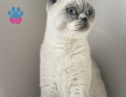 Kızgınlıkta eş aranıyor