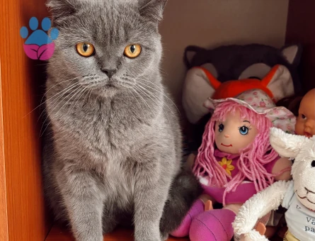 British Shorthair Eş arıyoruz 1 Yaşında