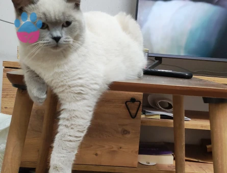 Erkek bluepoint kedime eş arıyorum