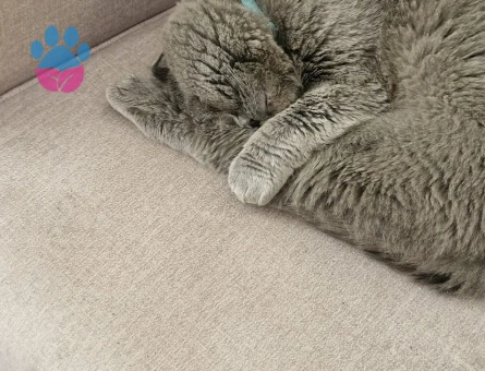 British Shorthair Oglum için eş Arıyorum