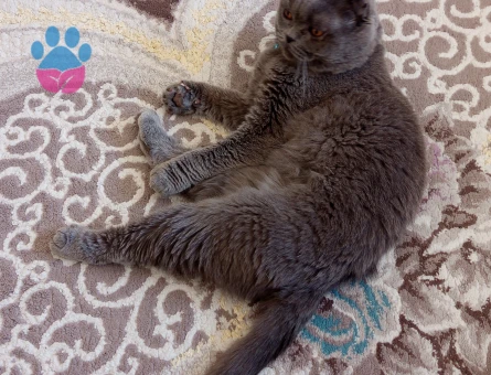 British Shorthair Oglum için eş Arıyorum
