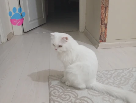 Dünyalar güzeli kızıma yakışıklı damat arıyorum