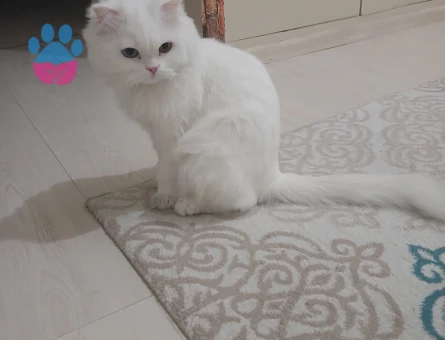 Dünyalar güzeli kızıma yakışıklı damat arıyorum