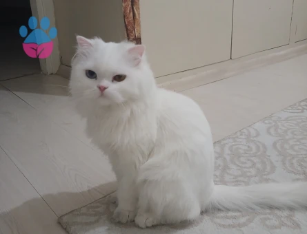 Dünyalar güzeli kızıma yakışıklı damat arıyorum