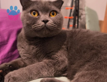 British Shorthair Kedim İçin Eş arıyorum
