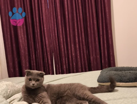 British Shorthair Kedim İçin Eş arıyorum