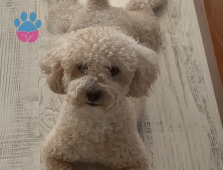 Erkek Maltipoomuz Bala