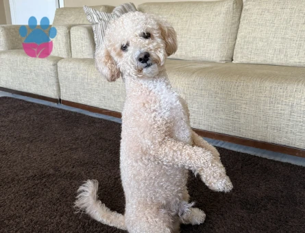 Erkek Maltipoomuz Bala