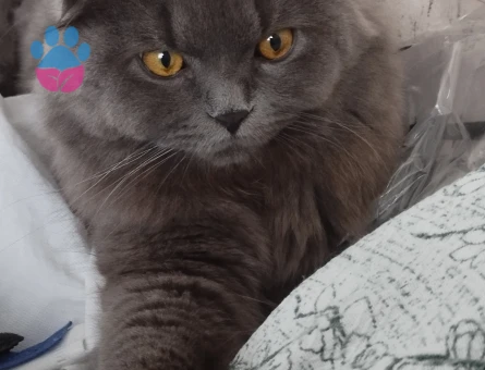 Scottsh Fold Oğluma eş arıyorum