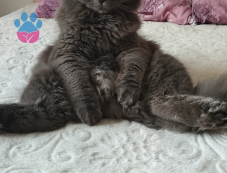 Scottsh Fold Oğluma eş arıyorum