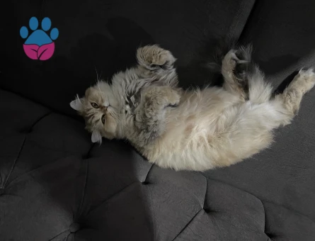 Kızıma erkek eş arıyoruz