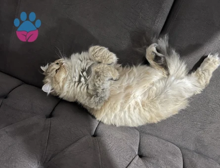 Kızıma erkek eş arıyoruz