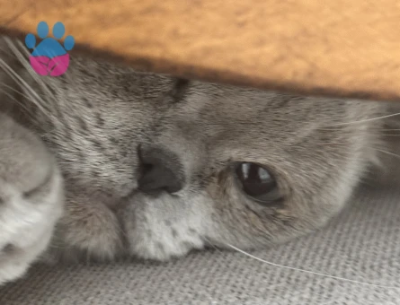 Oğluma gelin arıyoruz